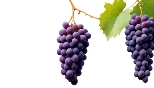 purple grapes,grapes icon,grape seed extract,grape hyancinths,grapes,wine grape,blue grapes,wine grapes,grape vine,grape seed oil,fresh grapes,vineyard grapes,table grapes,red grapes,grapevines,bunch of grapes,elder berries,grape turkish,grape vines,vitis,Conceptual Art,Daily,Daily 14