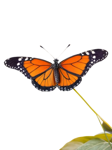viceroy (butterfly),euphydryas,vanessa atalanta,heliconius hecale,orange butterfly,polygonia,scotch argus,white admiral or red spotted purple,butterfly vector,brush-footed butterfly,lycaena phlaeas,melitaea,butterfly isolated,monarch butterfly,hesperia (butterfly),lycaena,pipevine swallowtail,lepidoptera,coenonympha tullia,vanessa (butterfly),Conceptual Art,Fantasy,Fantasy 12