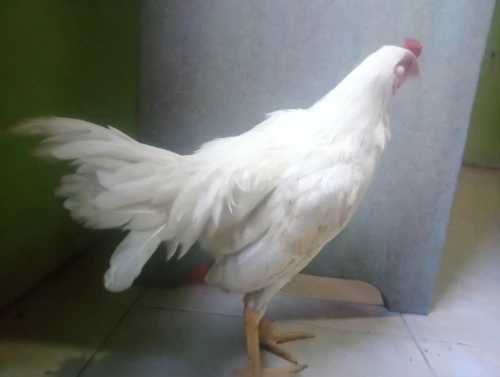 opor ayam,pullet,landfowl,white cut chicken,chicken product,bantam,domestic chicken,polish chicken,brakel chicken,chicken,hen,chicken 65,yellow chicken,cockerel,chicken bird,chicken meat,the chicken,make chicken,fujian white crane,vintage rooster