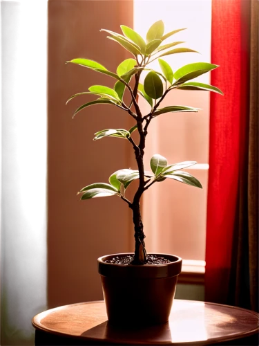 growing mandarin tree,terminalia catappa,tangerine tree,potted tree,dwarf tree,indoor plant,bonsai tree,japanese kuchenbaum,sapling,ficus,small tree,a young tree,silk tree,citrus plant,young chestnut tree,salix mount aso,adenium,dark green plant,houseplant,seedling,Photography,Black and white photography,Black and White Photography 08