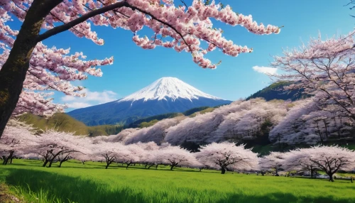 japanese cherry trees,sakura trees,japanese sakura background,beautiful japan,japan landscape,japanese floral background,japanese mountains,spring in japan,japanese cherry blossoms,sakura tree,cherry trees,blooming trees,mount fuji,fuji mountain,cherry blossom tree,japanese alps,cherry blossom japanese,takato cherry blossoms,japanese cherry blossom,cherry blossoms