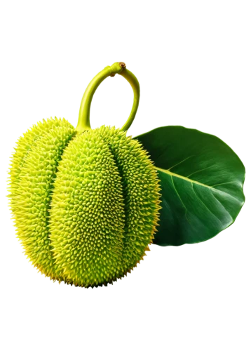 breadfruit,jackfruit,soursop,artocarpus,kaki fruit,amla,durian seed,durian ball,buttonbush,bergamot,morinda citrifolia,schisandraceae,annona,sugar-apple,areca nut,osage orange,accessory fruit,coccoloba uvifera,durian,tropical fruit,Illustration,Japanese style,Japanese Style 14