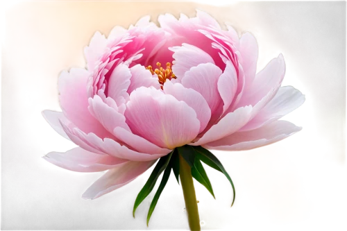 pink chrysanthemum,pink water lily,lotus flowers,sacred lotus,flowers png,peony pink,lotus flower,lotus blossom,lotus ffflower,dahlia pink,water lily flower,flower of water-lily,pink peony,golden lotus flowers,lotus png,chrysanthemum background,pink water lilies,peony,lotus effect,pink flower,Conceptual Art,Daily,Daily 24