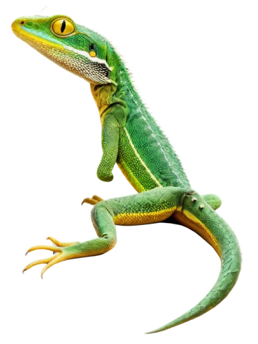 emerald lizard,malagasy taggecko,green crested lizard,green lizard,european green lizard,day gecko,carolina anole,patrol,eleutherodactylus,iguanidae, anole,anole,dragon lizard,leuconotopicus,gecko,green iguana,chroicocephalus ridibundus,eastern water dragon lizard,side-blotched lizards,scombridae,Illustration,Realistic Fantasy,Realistic Fantasy 41