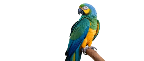 blue and gold macaw,blue and yellow macaw,blue macaw,macaws blue gold,macaw hyacinth,macaw,yellow macaw,beautiful macaw,bird png,guacamaya,blue parakeet,couple macaw,caique,perico,gouldian,parrot,macaws,blue parrot,blue macaws,south american parakeet,Art,Artistic Painting,Artistic Painting 30