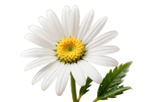 leucanthemum,marguerite daisy,oxeye daisy,shasta daisy,leucanthemum maximum,ox-eye daisy,wood daisy background,common daisy,the white chrysanthemum,white chrysanthemum,marguerite,mayweed,flowers png,flannel flower,argyranthemum frutescens,camomile flower,bellis perennis,perennial daisy,small white aster,south african daisy,Unique,Pixel,Pixel 01
