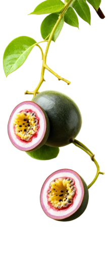 pitahaya,pitahaja,mangosteen,actinidia deliciosa,pitaya,syzygium,kaki fruit,guava,syzygium malaccense,syzygium jambos,sapodilla,avacado,passion-fruit,syzygium samarangense,cardamon pods,common guava,feijoa,passion fruit,jamun,flower of passion fruit,Illustration,Vector,Vector 10