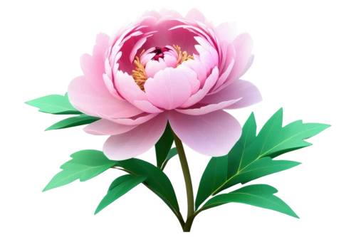 pink peony,peony pink,chinese peony,peony,rose flower illustration,common peony,wild peony,flowers png,lotus png,tulip background,pink tulip,pink lisianthus,peonies,tulip magnolia,turkestan tulip,flower illustration,pink magnolia,flower illustrative,lotus ffflower,pink floral background,Unique,3D,Low Poly