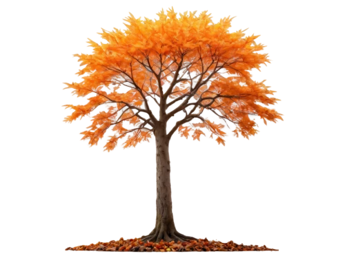 autumn tree,deciduous tree,cardstock tree,seasonal tree,ornamental tree,flourishing tree,tangerine tree,chile de árbol,seasonal autumn decoration,autumn background,deciduous trees,painted tree,silver maple,californian white oak,brown tree,maple tree,scarlet oak,tulip tree,autumn icon,thunberg's fan maple,Art,Classical Oil Painting,Classical Oil Painting 36