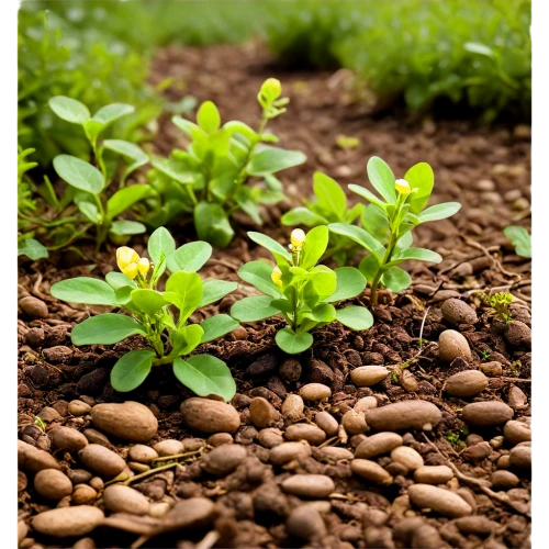 ground cover,clay soil,rockcress,plant bed,tulsi seeds,garden herbs,groundcover,fenugreek,mustard plant,smartweed-buckwheat family,seedlings,perennial plants,stevia,allspice,stevia rebaudiana,garden cress,perennial plant,potato field,monocotyledon,russet burbank potato,Art,Artistic Painting,Artistic Painting 07