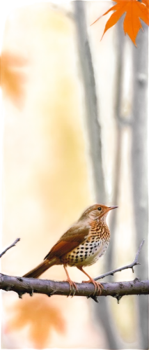 brown thrasher,fox sparrow,wood thrush,swamp sparrow,northern flicker,chipping sparrow,field sparrow,song sparrow,rufous,ovenbird,blackburnian warbler,american tree creeper,chestnut sided warbler,chestnut sparrow,american tree sparrow,varied thrush,autumn background,brambling,american robin,carolina wren,Photography,Artistic Photography,Artistic Photography 04