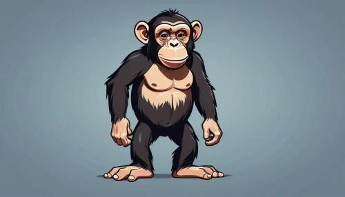 chimpanzee,common chimpanzee,macaque,barbary monkey,chimp,monkey,ape,primate,baboon,the monkey,monkeys band,cercopithecus neglectus,rhesus macaque,monkey island,monkey banana,uakari,siamang,barbary ape,bonobo,monkeys
