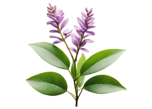 small-leaf lilac,flowers png,fernleaf lavender,india hyacinth,daphne flower,bengal clockvine,aromatic plant,syringa,common lilac,lilac branch,ericaceae,soprano lilac spoon,wall,allspice,oleaceae,duranta,egyptian lavender,syringa vulgaris,west indian jasmine,purple lilac,Art,Artistic Painting,Artistic Painting 48