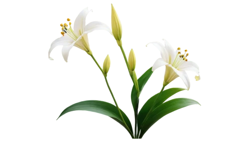 easter lilies,madonna lily,white lily,flowers png,white trumpet lily,avalanche lily,hymenocallis,lilies of the valley,siberian fawn lily,tulip white,peace lilies,white floral background,lilly of the valley,jonquils,lily of the valley,fawn lily,lillies,lilium candidum,tuberose,crinum,Illustration,Black and White,Black and White 10