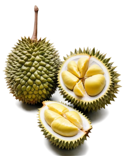 durian seed,durian,durian ball,pulasan,kaki fruit,chestnut fruits,rambutan,soursop,aegle marmelos,cocos nucifera,salak,cempedak,accessory fruit,areca nut,chestnut fruit,tropical fruits,tropical fruit,passion-fruit,passion fruit,ananas,Illustration,Japanese style,Japanese Style 10