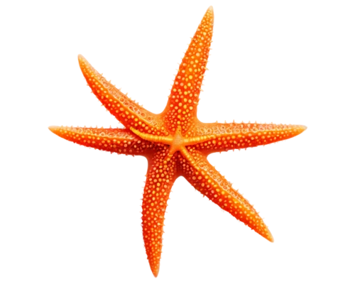 sea star,starfish,star anise,bascetta star,starfishes,echinoderm,asteracea,christ star,star fruit,six-pointed star,star illustration,rating star,star flower,star-shaped,magic star flower,star anemone,six pointed star,nautical star,star pattern,starfruit,Conceptual Art,Sci-Fi,Sci-Fi 15