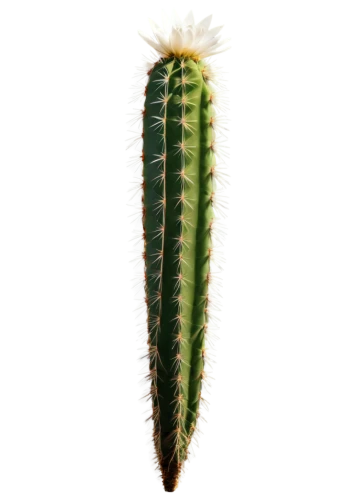 cactus,cactus digital background,maguey worm,nopal,san pedro cactus,peniocereus,cacti,opuntia,fishbone cactus,aaa,citronella,phytolaccaceae,prickle,saguaro,prickly,fouquieria,organ pipe cactus,aloe,acanthocereus tetragonus,wall,Photography,Documentary Photography,Documentary Photography 05