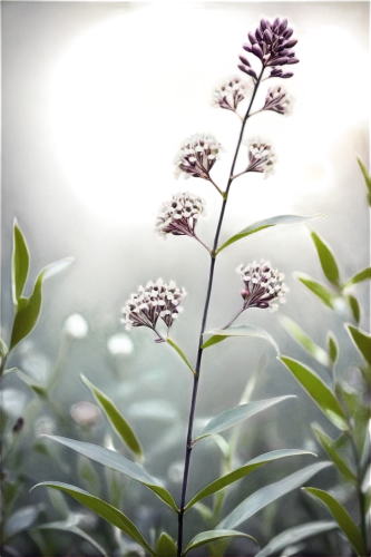 allium sativum,allium giganteum,plantago,giant allium,allium,heracleum (plant),cow flower,sweet scabious,fernleaf lavender,flower umbel,scabious,greek valerian,tea flowers,joe pye weed,helichrysum,ribwort,herbaceous plant,verbena,echinacea,echinacea purpurea,Conceptual Art,Fantasy,Fantasy 34