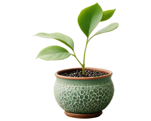 androsace rattling pot,potted plant,plant pot,garden pot,money plant,container plant,pot plant,potted tree,ficus,potted palm,terracotta flower pot,oil-related plant,monocotyledon,dark green plant,hojicha,plant sap,wooden flower pot,houseplant,green plant,plants in pots,Conceptual Art,Sci-Fi,Sci-Fi 07