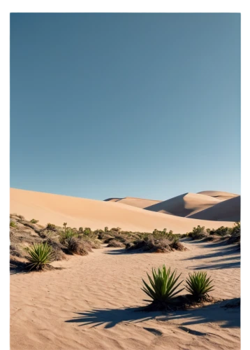 desert plants,desert plant,argentina desert,desert desert landscape,desert landscape,desert,desert background,libyan desert,arid landscape,capture desert,namib,namib desert,maspalomas,dunes national park,sahara desert,crescent dunes,dune landscape,the desert,san dunes,desertification,Photography,Documentary Photography,Documentary Photography 01