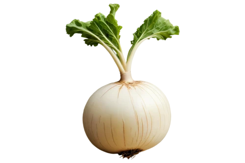 persian onion,white turnip,bulgarian onion,turnips,onion,kohlrabi,turnip,welsh onion,scallion,pearl onion,hardneck garlic,head of garlic,rutabaga,leek,a vegetable,vegetable,shallot,radish,yellow onion,yellow turnip,Illustration,American Style,American Style 08