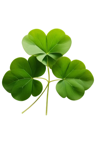 medium clover,clover leaves,five-leaf clover,four-leaf clover,three leaf clover,4-leaf clover,patrol,clovers,4 leaf clover,four leaf clover,shamrocks,a four leaf clover,shamrock,lucky clover,long ahriger clover,symbol of good luck,wood-sorrel,redwood sorrel,oxalis,oxalis iron cross,Art,Artistic Painting,Artistic Painting 34