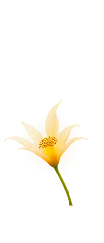 flowers png,minimalist flowers,lilium candidum,lotus png,lily flower,magnolia star,white lily,sego lily,lotus ffflower,star magnolia,anemone japonica,golden lotus flowers,flower background,white cosmos,fragrant white water lily,magnolia flower,stamen,chrysanthemum background,guernsey lily,bush anemone,Art,Artistic Painting,Artistic Painting 28