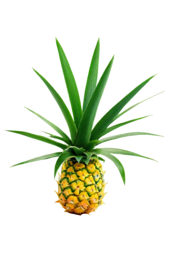 pineapple background,ananas,pinapple,small pineapple,pineapple basket,pineapple,a pineapple,fir pineapple,pineapple wallpaper,pineapple plant,pineapples,mini pineapple,pineapple pattern,young pineapple,fresh pineapples,pineapple top,pineapple comosu,pineapple head,house pineapple,pineapple juice,Art,Artistic Painting,Artistic Painting 51