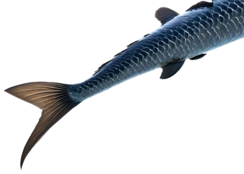 pacific sturgeon,gar,coelacanth,sturgeon,chinese sturgeon,arapaima,anodorhynchus,lake sturgeon,tobaccofish,acanthorhynchus tenuirostris,blue stripe fish,mergus,steckerlfisch,oncorhynchus,remora,barramundi,fish tern,lissotriton,giant carp,rhino fish,Conceptual Art,Daily,Daily 09