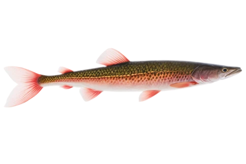 fjord trout,oncorhynchus,coastal cutthroat trout,cutthroat trout,rainbow trout,arctic char,tobaccofish,freshwater fish,trout breeding,gar,northern pike,cichla,trout,redfish,diamond tetra,common carp,pickerel,wrasse,sockeye salmon,fairy wrasse,Conceptual Art,Sci-Fi,Sci-Fi 16