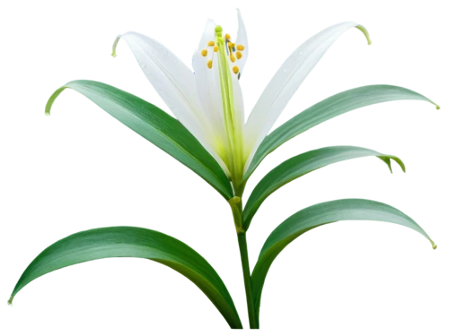 madonna lily,pineapple lily,flowers png,palm lily,lilies of the valley,lily of the valley,pontederia,grass lily,white lily,lilly of the valley,easter lilies,palm lilies,tuberose,peace lilies,lily of the field,peace lily,pineapple lilies,hymenocallis,grape-grass lily,lily of the desert,Conceptual Art,Sci-Fi,Sci-Fi 07