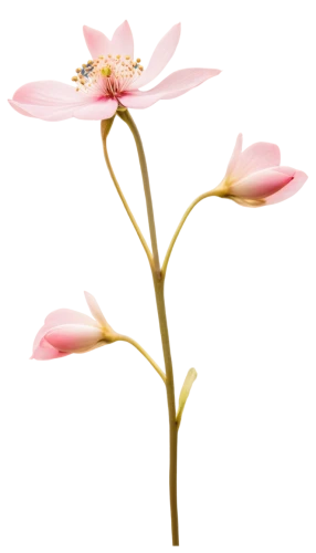 tulip magnolia,flowers png,lotus png,lilium candidum,magnolia × soulangeana,chinese magnolia,lotus ffflower,pink magnolia,magnolia flower,magnoliaceae,sego lily,magnolia x soulangiana,centaurium,japanese magnolia,lilium formosanum,lilium davidii,cosmos flower,lily flower,yulan magnolia,anemone japonica,Illustration,Paper based,Paper Based 12