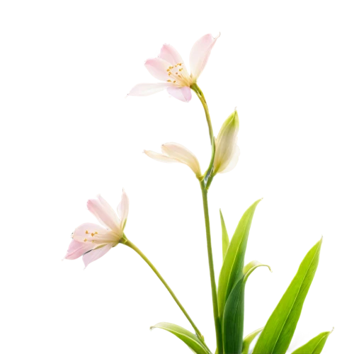 flowers png,tuberose,centaurium,lily water,sego lily,lily flower,guernsey lily,grass lily,crinum,pontederia,grape-grass lily,gaura,lillies,lilium candidum,minimalist flowers,stargazer lily,triplet lily,flower background,lilies of the valley,epidendrum,Illustration,Paper based,Paper Based 09