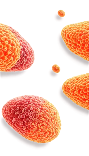 blood cells,red blood cells,cell structure,cells,mitochondrion,fish oil capsules,gel capsules,softgel capsules,spores,t-helper cell,mitochondria,candy corn pattern,fregula,inflammation,heloderma,anti-cancer mushroom,cellular,gel capsule,cytoplasm,coronavirus disease covid-2019,Illustration,Paper based,Paper Based 26