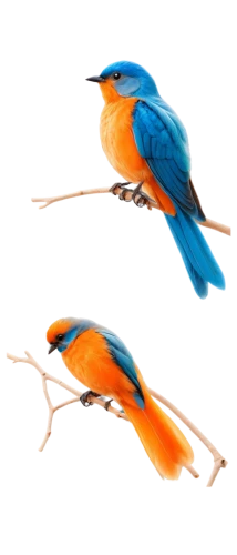 bird painting,bird drawing,bird illustration,bird png,small birds,birds on a branch,colorful birds,bird robins,birds on branch,rufous,birds,alcedo atthis,painted bunting,redstart,lazuli bunting,daurian redstart,tickell's blue flycatcher,male bluebird,key birds,garden birds,Illustration,Paper based,Paper Based 19