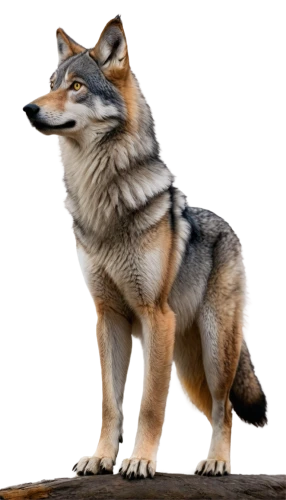 czechoslovakian wolfdog,tamaskan dog,european wolf,saarloos wolfdog,swedish vallhund,new guinea singing dog,sakhalin husky,northern inuit dog,wolfdog,canidae,canis lupus tundrarum,west siberian laika,icelandic sheepdog,south american gray fox,vulpes vulpes,gray wolf,malamute,patagonian fox,canis lupus,east siberian laika,Conceptual Art,Oil color,Oil Color 02