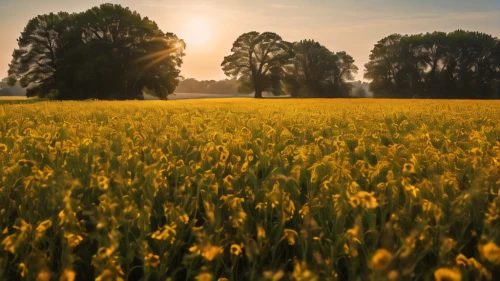 field of rapeseeds,rapeseed field,yellow grass,rapeseed,meadow landscape,aaa,field of cereals,grain field panorama,daffodil field,cultivated field,dandelion field,mustard plant,wheat crops,yellow mustard,rapeseeds,wheat field,chamomile in wheat field,blooming field,rapeseed flowers,wheat fields,Photography,General,Natural