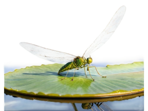 gonepteryx cleopatra,elapidae,membrane-winged insect,dragonflies and damseflies,limnephilidae,cyprinidae,talpidae,herbstannemone,lacewing,aaa,myrciaria,aa,glass wings,melanargia,eumenidae,aix galericulata,artificial fly,gonepteryx rhamni,halictidae,psittacidae,Illustration,American Style,American Style 11