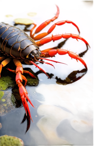 common yabby,freshwater crayfish,river crayfish,crayfish 1,crayfish,the crayfish 2,american lobster,freshwater prawns,oil braised crayfish,crustacean,giant river prawns,crayfish party,homarus,crustaceans,snow crab,pilselv shrimp,garlic crayfish,homarus gammarus,freshwater crab,christmas island red crab,Illustration,Abstract Fantasy,Abstract Fantasy 18
