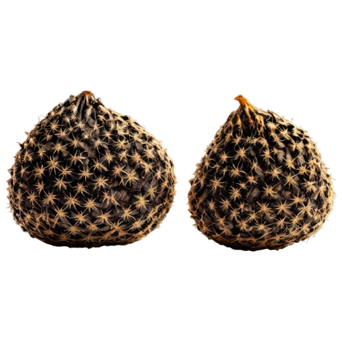 black walnuts,durian seed,douglas fir cones,conifer cones,acorn,accessory fruit,cones,walnuts,fir cone,chestnut fruit,acorn cluster,cocos nucifera,chestnut fruits,pine cone pattern,dried pineapple,aegle marmelos,pinecones,fruit,capsule fruits,pitahaya,Illustration,Paper based,Paper Based 01