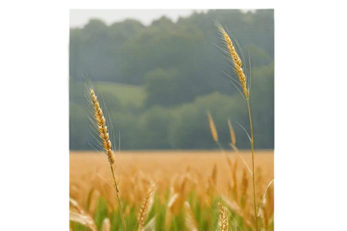 wheat crops,triticale,wheat ears,durum wheat,grain field panorama,wheat grasses,rye in barley field,einkorn wheat,wheat ear,barley field,foxtail barley,field of cereals,barley cultivation,wheat field,wheat germ grass,strand of wheat,wheat fields,sprouted wheat,wheat grain,reed grass,Photography,Documentary Photography,Documentary Photography 05