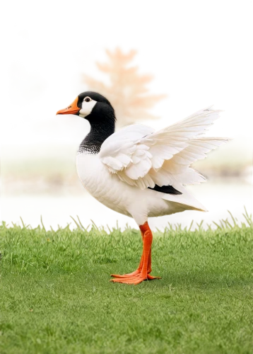 shelduck,australian shelduck,royal tern,tern bird,gooseander,common tern,galliformes,canadian goose,caspian tern,cayuga duck,snow goose,sandwich tern,black skimmer,canada goose,american black duck,tern,waterfowl,wader,brahminy duck,chestnut-breasted shelduck,Conceptual Art,Daily,Daily 33