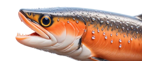 fjord trout,cutthroat trout,rainbow trout,coastal cutthroat trout,oncorhynchus,arctic char,salmon-like fish,oily fish,wild salmon,trout breeding,sockeye salmon,capelin,trout,salmon,fishing lure,surface lure,piranha,carp tail,cabezon (fish),redfish,Conceptual Art,Daily,Daily 35