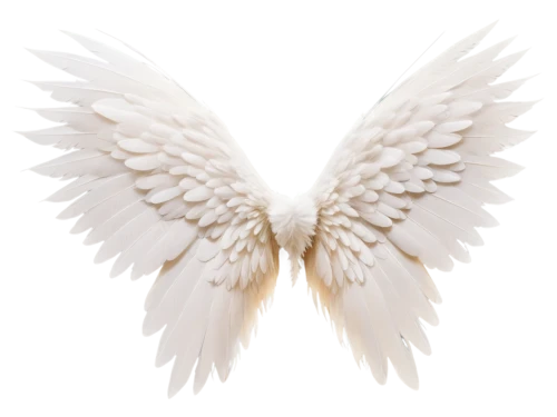 angel wings,angel wing,winged heart,wings,winged,dove of peace,doves of peace,bird wings,angelology,png transparent,wing,crying angel,peace dove,angels,delta wings,white feather,white dove,wingtip,angel’s tear,love angel,Illustration,Retro,Retro 14