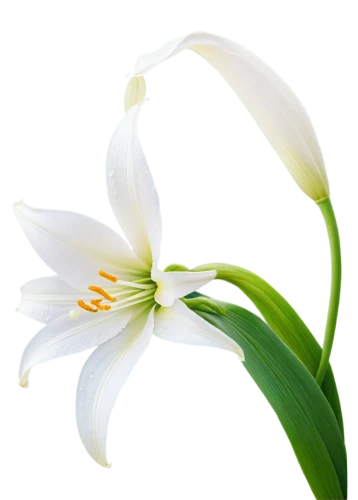 easter lilies,white lily,madonna lily,flowers png,avalanche lily,lilium candidum,lily flower,white trumpet lily,siberian fawn lily,sego lily,hymenocallis,star-of-bethlehem,garden star of bethlehem,stargazer lily,lilies of the valley,tulip white,peace lilies,grass lily,tuberose,guernsey lily,Conceptual Art,Fantasy,Fantasy 04