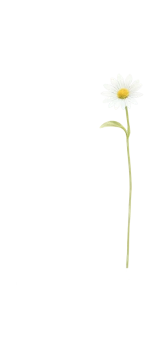 minimalist flowers,flowers png,single flower,wood daisy background,camomile flower,mayweed,hawkbit,hieracium,flower illustrative,small sun flower,flower background,dandelion background,oxeye daisy,on a white background,small flower,taraxacum,helianthus,single flowers,crepis paludosa,ikebana,Illustration,Realistic Fantasy,Realistic Fantasy 31