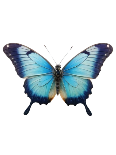 butterfly vector,morpho butterfly,morpho peleides,morpho,butterfly clip art,blue butterfly background,blue morpho,blue morpho butterfly,white admiral or red spotted purple,ulysses butterfly,hesperia (butterfly),melanargia,pipevine swallowtail,mazarine blue butterfly,butterfly background,butterfly isolated,papillon,vanessa (butterfly),blue butterfly,papilio,Conceptual Art,Graffiti Art,Graffiti Art 12