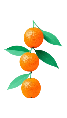 valencia orange,tangerines,calamondin,kumquat,kumquats,satsuma,mandarins,mandarin oranges,tangerine fruits,orange fruit,asian green oranges,minneola,citrus,tangerine tree,oranges,navel orange,clementines,mandarin orange,orange tree,defense,Unique,Paper Cuts,Paper Cuts 05