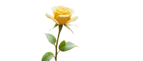 yellow rose background,rose png,gold yellow rose,yellow rose,flowers png,yellow orange rose,arrow rose,single flower,bicolored rose,lady banks' rose ,lady banks' rose,flower rose,dried rose,rose bud,turkestan tulip,rose flower,orange rose,minimalist flowers,red-yellow rose,yellow orange tulip,Illustration,Realistic Fantasy,Realistic Fantasy 35