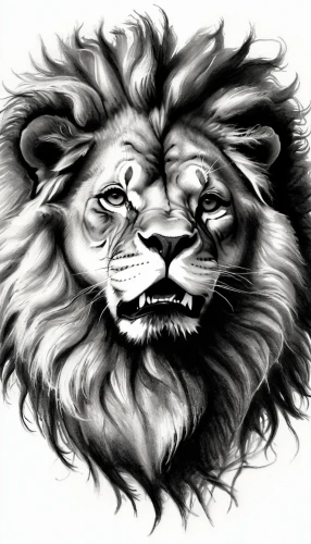 lion,skeezy lion,lion head,lion white,two lion,lion number,panthera leo,white lion,lion father,lions,masai lion,male lion,female lion,african lion,forest king lion,lionesses,stone lion,zodiac sign leo,lion - feline,lion capital,Illustration,Black and White,Black and White 35